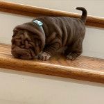 Vynikajúce šteniatka Shar Pei, – fotka 2