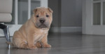 Vynikajúce šteniatka Shar Pei, – fotka 3