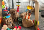 Krásne šteniatka Cavapoo, – fotka 2