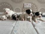 Krásne šteniatka Biewer Terrier, – fotka 2