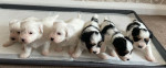 Krásne šteniatka Biewer Terrier, – fotka 3