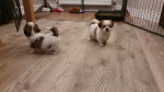 Krásny Shih Tzu – fotka 2