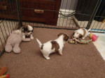 Krásny Shih Tzu – fotka 3