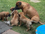 Vynikajúce šteniatka Bull Mastiff na predaj v čiernej,  – fotka 2