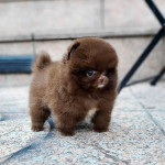 Šteniatka pomeranian na adopciu – fotka 2