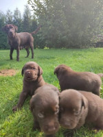 Labrador čokoládový  – fotka 2
