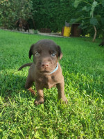 Labrador čokoládový  – fotka 3