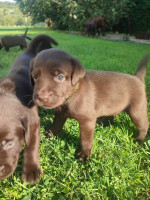 Labrador čokoládový  – fotka 4