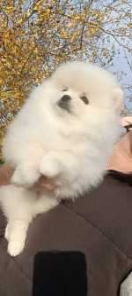 Pomeranian s pp  – fotka 2