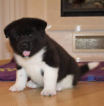 Rozkošné šteniatka American Akita pripravené na nový a večný život – fotka 3