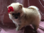 Rozkošné Šteniatka Shih Tzu – fotka 2