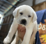 Roztomilé šteniatka labradorského retrievera na adopciu – fotka 2
