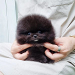 Dostupné krásne šteniatka pomeranian – fotka 2