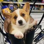 Adopcia šteniatok Welsh Corgi s PP – fotka 2