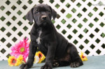 Šteniatka Boerboels na adopciu – fotka 2