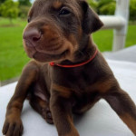 Šteniatka dobermana – fotka 2