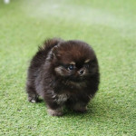 Pomeranian šteňa na adopciu – fotka 2