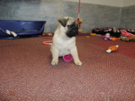 MOPS s PP.FCI – fotka 2
