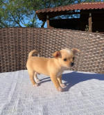 Čivava šteniatka na adopciu – fotka 2