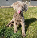 Dve šteniatka labradora na adopciu – fotka 2