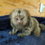 Marmoset Monkeys Dostupné na adopciu – fotka 2