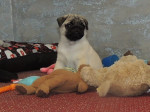 MOPS s PP: – fotka 2