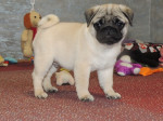 MOPS s PP: – fotka 3