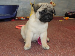 MOPS s PP: – fotka 4
