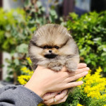 Krásna pomôcka na čaj Bear Face Micro – fotka 2