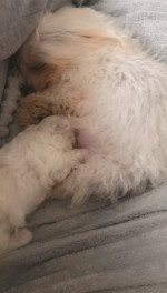 Teddybear maltese – fotka 2