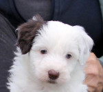 Ghost Merle border kolie – fotka 2