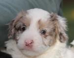 Ghost Merle border kolie – fotka 3