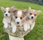 1 vWD & DM CLEAR GIRL KC REG CORGI ŠTĚŇATA – fotka 2