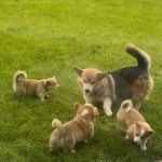 1 vWD & DM CLEAR GIRL KC REG CORGI ŠTĚŇATA – fotka 3