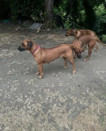 Úžasná štěňata ridgebacka – fotka 2