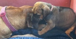 Úžasná štěňata ridgebacka – fotka 3