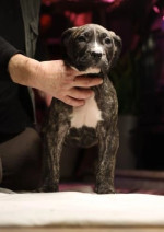 PŘIPRAVEN JÍT! Čistá štěňata Presa Canario – fotka 2