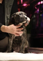 PŘIPRAVEN JÍT! Čistá štěňata Presa Canario – fotka 3