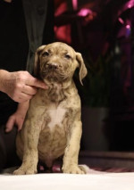 PŘIPRAVEN JÍT! Čistá štěňata Presa Canario – fotka 4