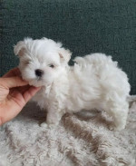 Maltezak, mini maltezak, maltezak – fotka 3