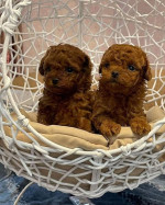 pudla-pudle Toy-Poodle – fotka 2