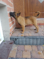 belgický malinois – fotka 2
