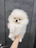 Pomeranian mini – fotka 2