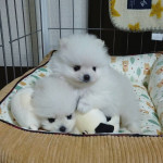 Pomeranian mini – fotka 3
