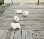 Šteniatka pomeranianského špica – fotka 2