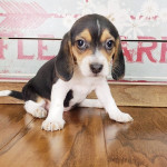 Zdravé šteniatka bígla na adopciu – fotka 2