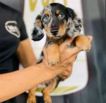 Šteniatka Deutchound na adopciu – fotka 2