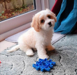 Krásne šteniatka cavachon – fotka 4