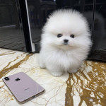 K dispozícii sú krásne šteniatka Pomeranian Teacup. – fotka 3