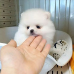 K dispozícii sú krásne šteniatka Pomeranian Teacup. – fotka 4